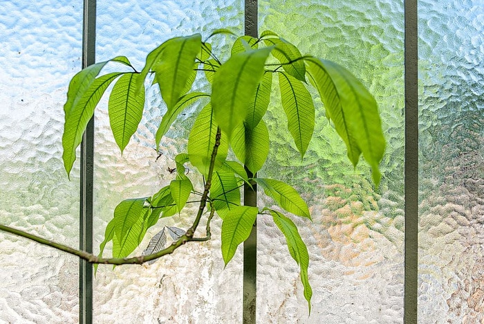 玻璃，墙壁，绿色，树叶，室内，植物，植物部分，绿色