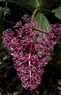 花卉、马来西亚兰花、梅里安塔、紫色、开花、开花、花园、生长
