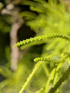 美国,洛杉矶,茎,叶绿素,叶绿素,植物,素食主义者,博克 美国,洛杉矶,茎,叶绿素,叶绿素,植物,素食主义者,博克
