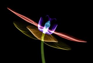 红色和粉红色的花壁纸