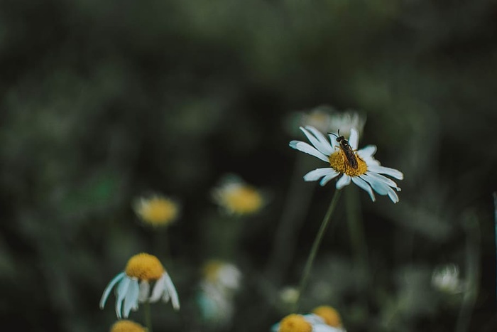 士兵在白色雏菊花上飞行的选择性聚焦摄影