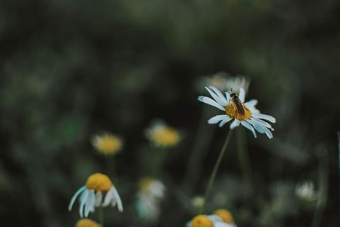 士兵在白色雏菊花上飞行的选择性聚焦摄影