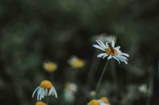 士兵在白色雏菊花上飞行的选择性聚焦摄影
