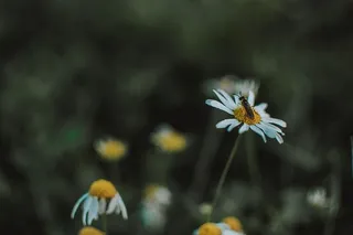 士兵在白色雏菊花上飞行的选择性聚焦摄影