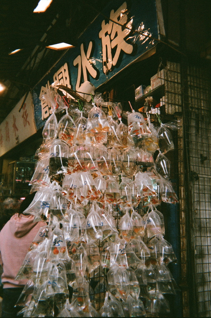 树，植物，装饰品，圣诞树，金鱼街，香港，动物，鸟