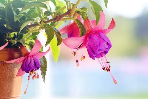 紫色花瓣花,紫红色风铃花,宏观,粉色,紫色,春天,夏天,自然 紫色花瓣花,紫红色风铃花,宏观,粉色,紫色,春天,夏天,自然