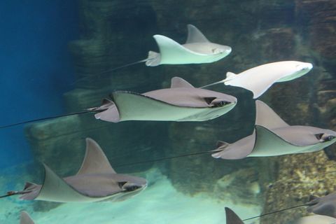 黄貂鱼、海洋、scat、水族馆、海洋、危险、鱼类、攻击