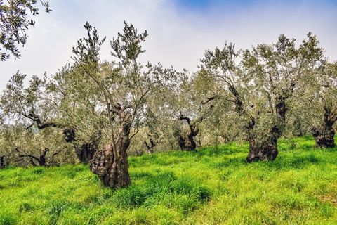 橄榄林,橄榄树,种植园,农业,绿色,地中海,自然,风景 橄榄林,橄榄树,种植园,农业,绿色,地中海,自然,风景