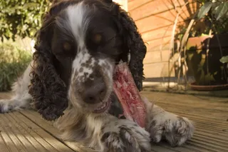 家养，狗，宠物，一只动物，狗，哺乳动物，家养动物，肖像