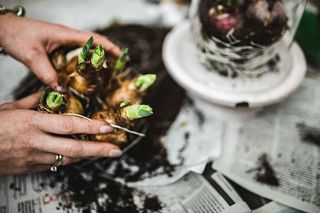 一位妇女在一张铺着鹌鹑蛋的报纸桌子上种苗