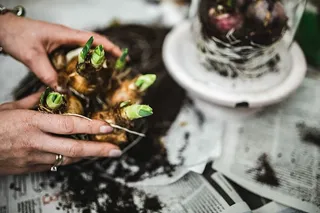 一位妇女在一张铺着鹌鹑蛋的报纸桌子上种苗