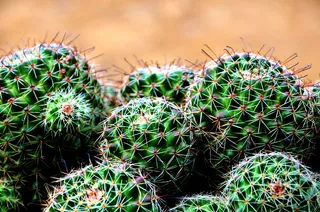 印度，孟买，bandra bandstand，仙人掌，植物生活，刺，多汁植物