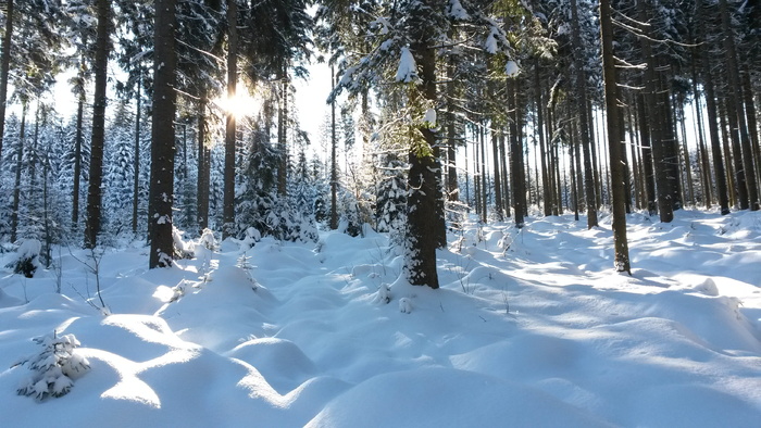 绿色, 叶子, 树, 森林, 雪, 冬季, 景观, 雪景