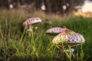 蘑菇, 森林, 秋季, 真菌, 植物, 草, 蘑菇, 增长