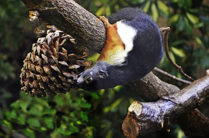 prevost牛角面包，亚洲，漂亮的牛角包，有趣，吃，可爱，多彩，牛角面包