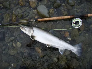 Dolly Varden - Salvelinus malma