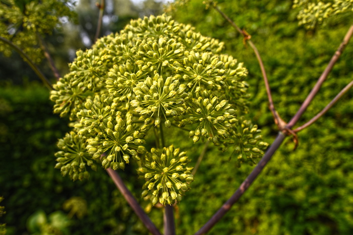 绿色, 鲜花, 特写, 摄影, 花园当归, 野生芹菜, 植物, 花