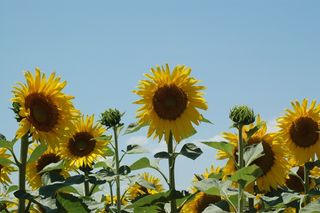 向日葵，向日葵，运动，花，开花植物，黄色，植物，天空