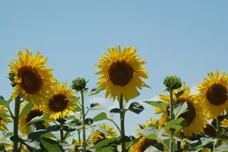 向日葵，向日葵，运动，花，开花植物，黄色，植物，天空