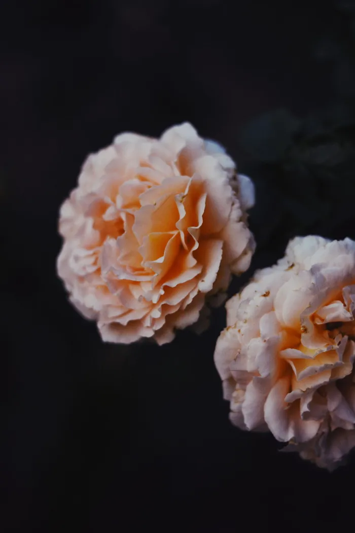 白花的选择性聚焦摄影