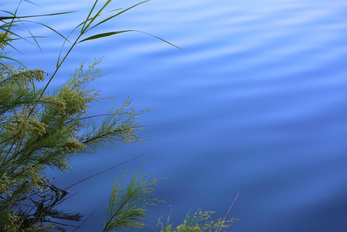 水、植物、背景、自然、湖泊、树木、起伏、蓝色