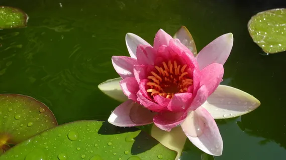 睡莲,池塘,水生植物,自然,开花,开花,月季湖,黄花 睡莲,池塘,水生植物,自然,开花,开花,月季湖,黄花