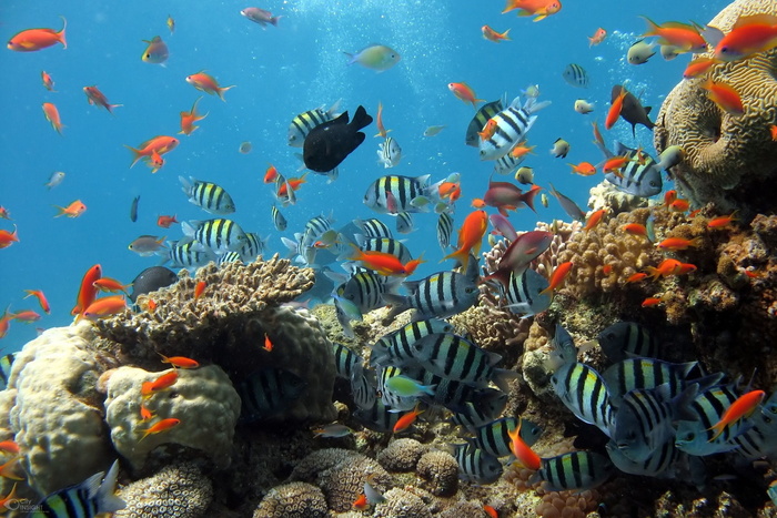 浅滩，鱼类，海洋，水族馆，鱼缸，珊瑚礁，暗礁，水下