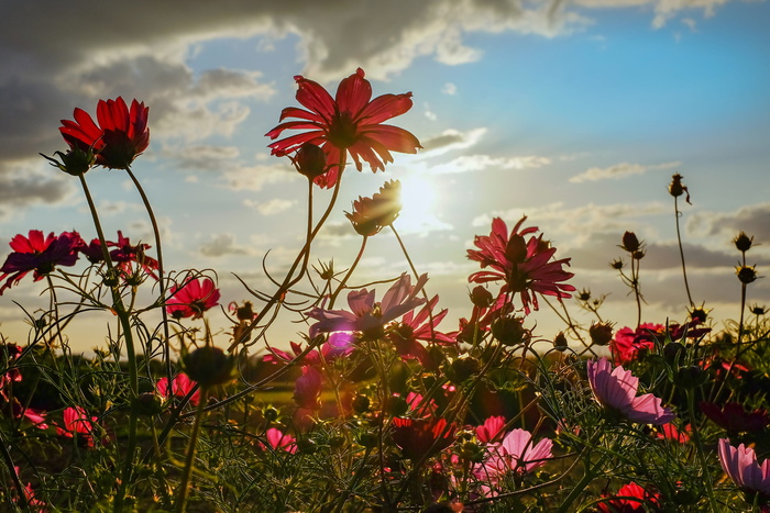 红色，宇宙之花，选择性，聚焦摄影，cosmea，花朵，开花，夕阳