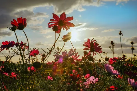 红色,宇宙之花,选择性,聚焦摄影,cosmea,花朵,开花,夕阳 红色,宇宙之花,选择性,聚焦摄影,cosmea,花朵,开花,夕阳