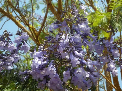 蓝花楹, 树, 盛开, 开花, 鲜花, 异国情调, 关闭, 辉煌 蓝花楹, 树, 盛开, 开花, 鲜花, 异国情调, 关闭, 辉煌