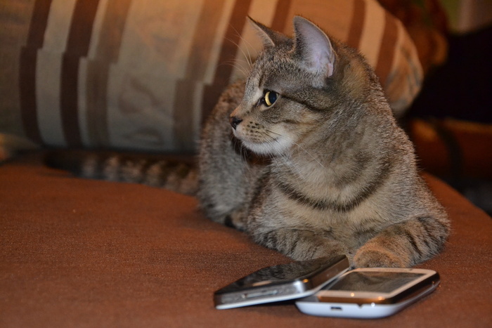 特写照片，灰色，斑猫，猫，躺着，旁边，两个，智能手机