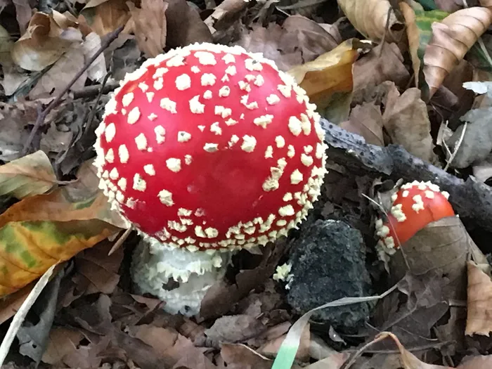 模具, 秋季, 牛肝菌, blewits, 森林, 菌类, 飞木耳