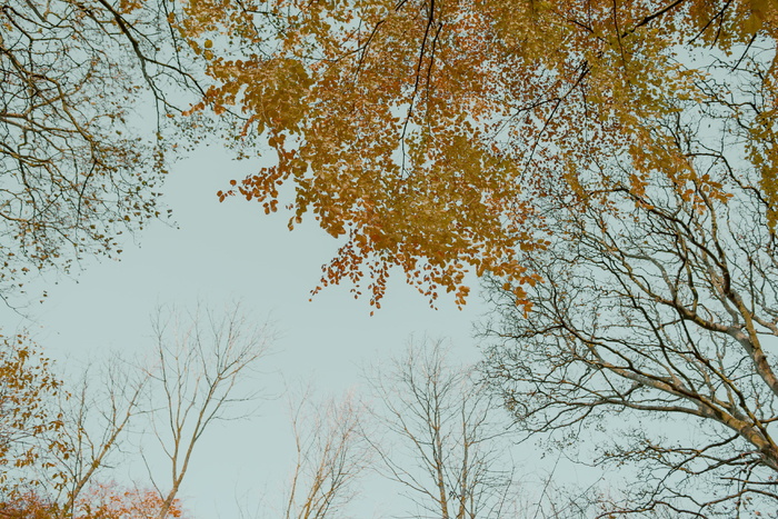 树, 英国, 冬天的天空, 冬天, 自然, 类型准备好了, 壁纸, 叶