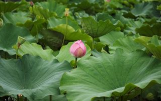 日本、东京、绿色、夏季、盛开、百合花垫、莲花、粉色