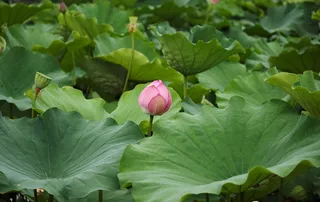 日本、东京、绿色、夏季、盛开、百合花垫、莲花、粉色