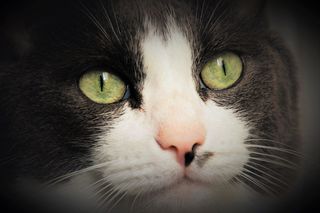 眼睛，猫，肖像，动物，头，蓬松，胡子，外观