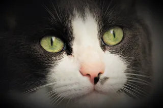 眼睛，猫，肖像，动物，头，蓬松，胡子，外观