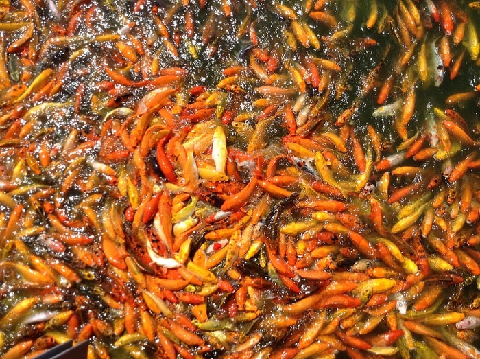 学校，橙色，黄色，鱼，锦鲤鱼，池塘，锦鲤，水