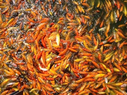 学校，橙色，黄色，鱼，锦鲤鱼，池塘，锦鲤，水