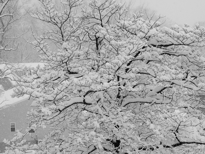 冬天，雪，树，冷，白，季节，雪花，十二月