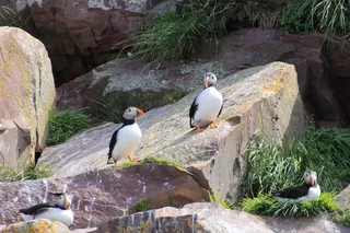 海雀，海鸟，大西洋，鸟，大西洋，鸟，纽芬兰，动物，自然