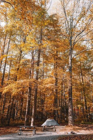 黄叶树下帐篷附近的灰色野餐桌