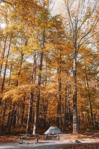 黄叶树下帐篷附近的灰色野餐桌
