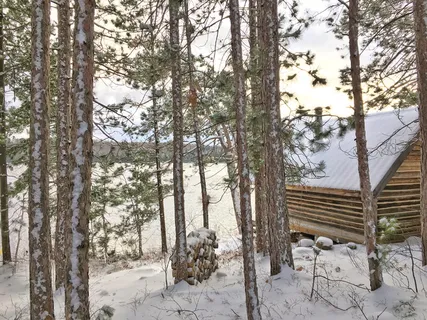 加拿大，南阿尔冈琴，森林，松树，树木，兔子，冬天，小屋