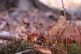 虫子，地球，生命，动物，自然，雨，鱼，鲨鱼