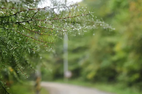 山路，涓涓细流，秋天，产量，非，植物，树木，绿色