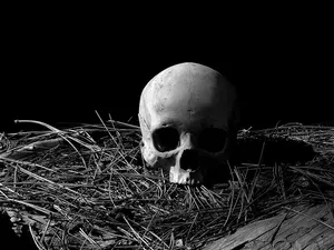 骷髅，人类，人类骷髅，死亡，森林，松针，条纹，黑白