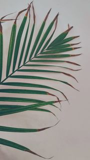 印度，哥印拜陀，第六十字路口，绿色，叶子，没有人，植物部分，植物