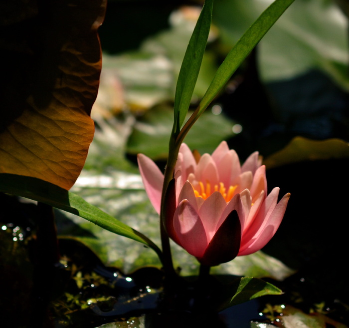 睡莲，粉红色，花，水草，水生植物，花，开花，池塘