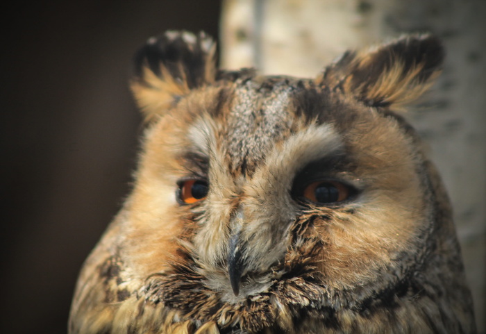 猫头鹰，肖像，动物，钢笔，有羽毛，鸟，madárfeéle，有翼